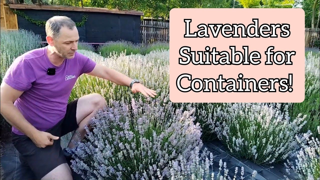 Little Lady Lavender - Dwarf lavender for borders and containers!