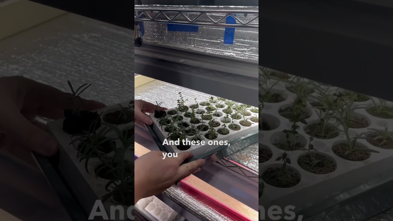 How To Tell When Your Seedlings Are Ready For Transplant!