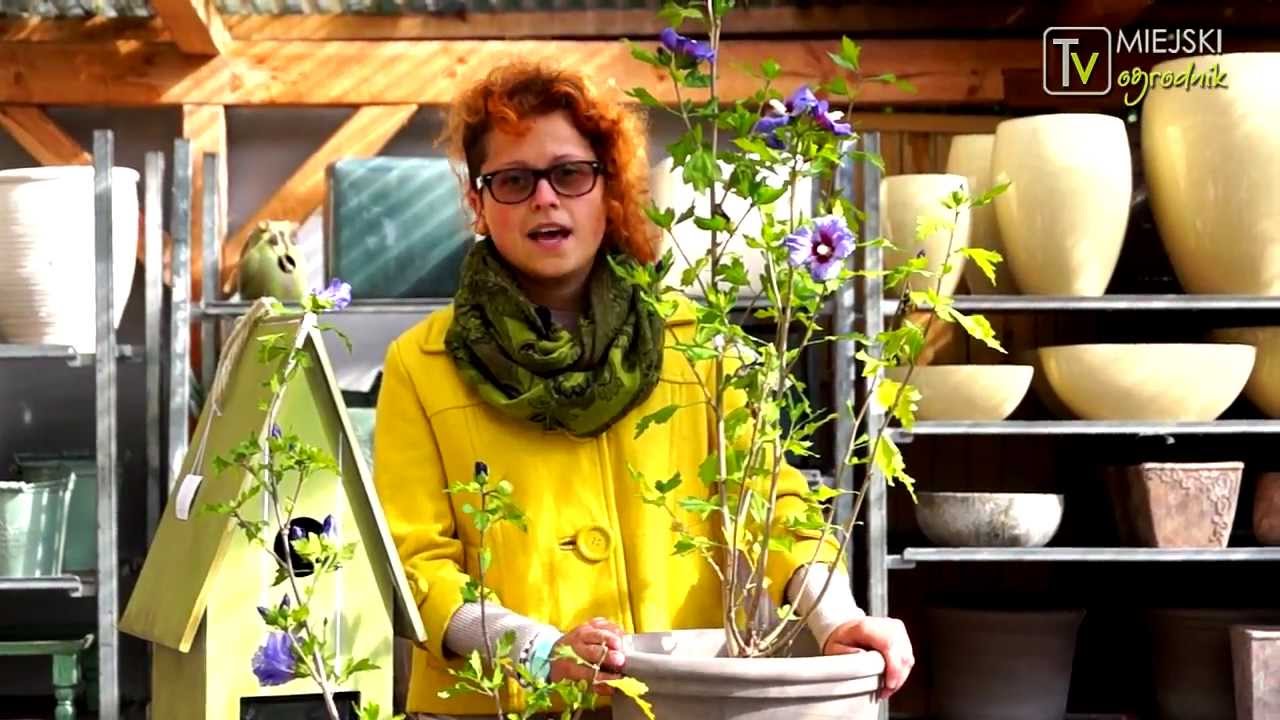 Kocham tę roślinę - Ketmia syryjska czyli Hibiskus S02 E09