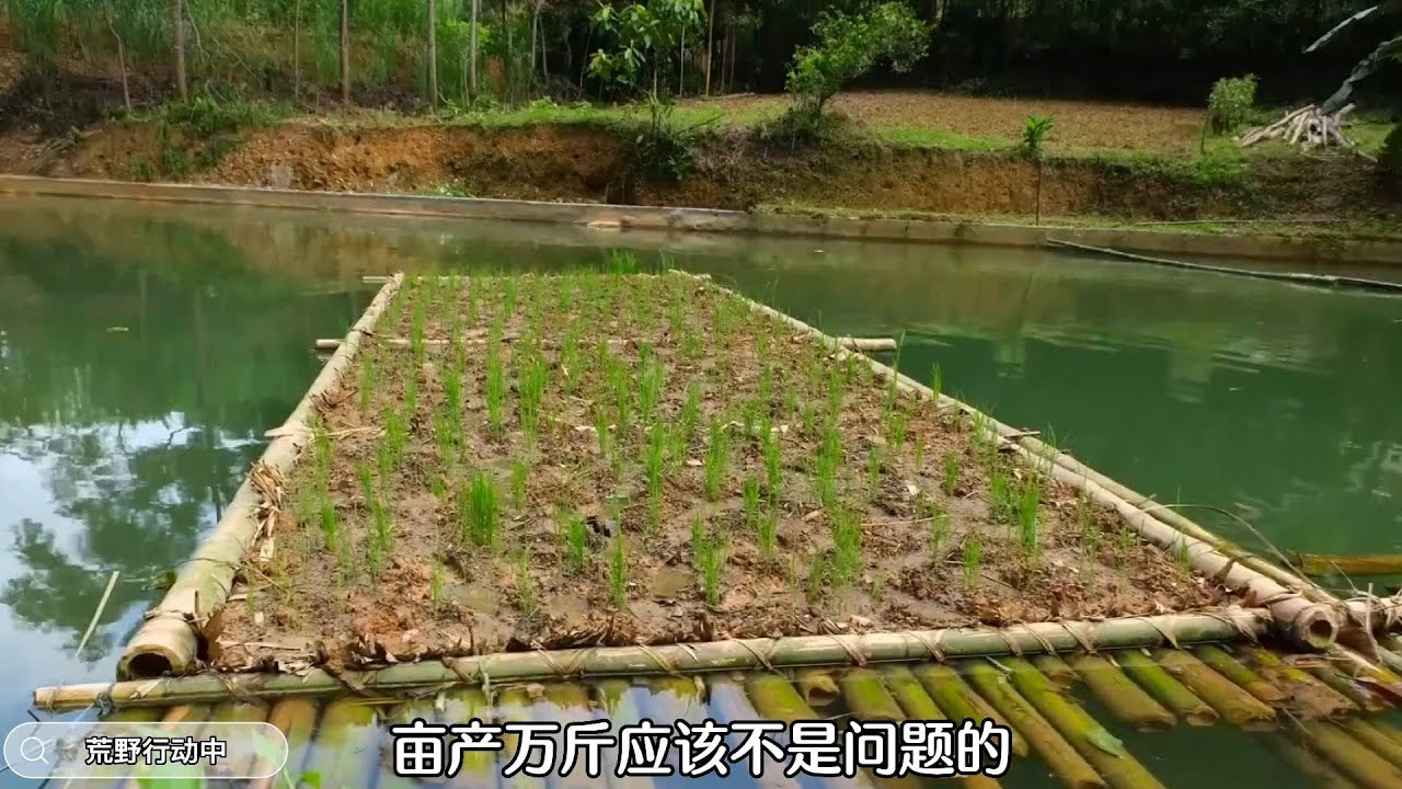 荒野里開墾一個水稻田，關鍵水稻苗還成長了，這是怎樣的荒野大神