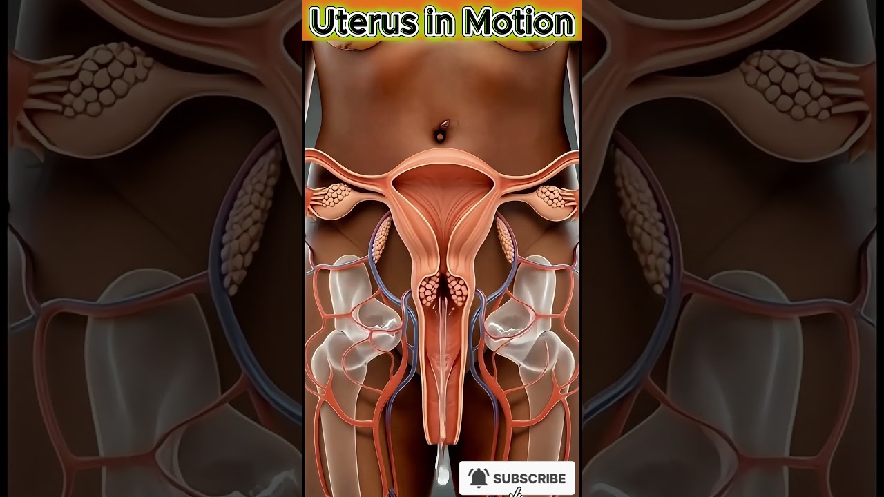 Inside the Female Body | Realistic Uterus Function in Motion (3D Animation)