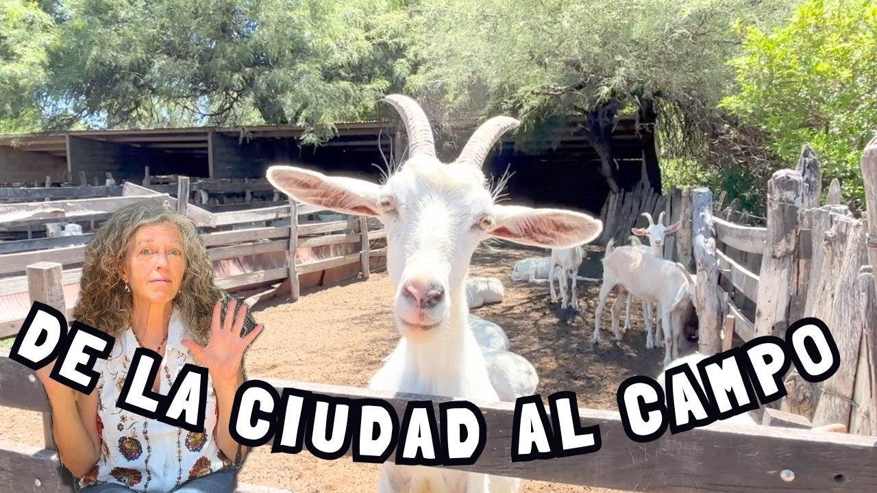 Dejaron la ciudad por un CAMBIO DE VIDA. 🤩Hoy viven entre cabras, y son expertos en queso ARTESANAL🐐