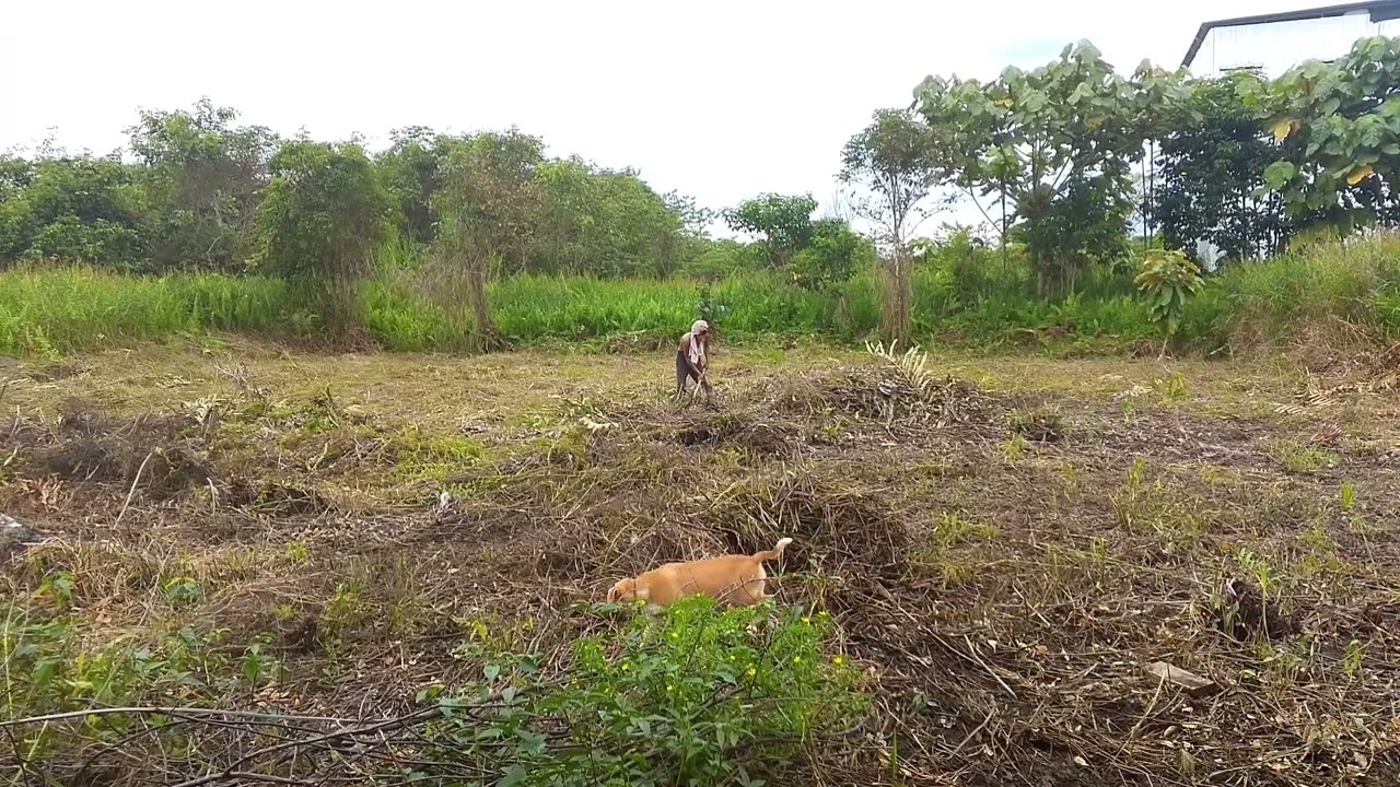 DIBANTU BAPAK DAN ADEK UNTUK MENGUMPULKAN RUMPUT KERING SEGERA DIBAKAR