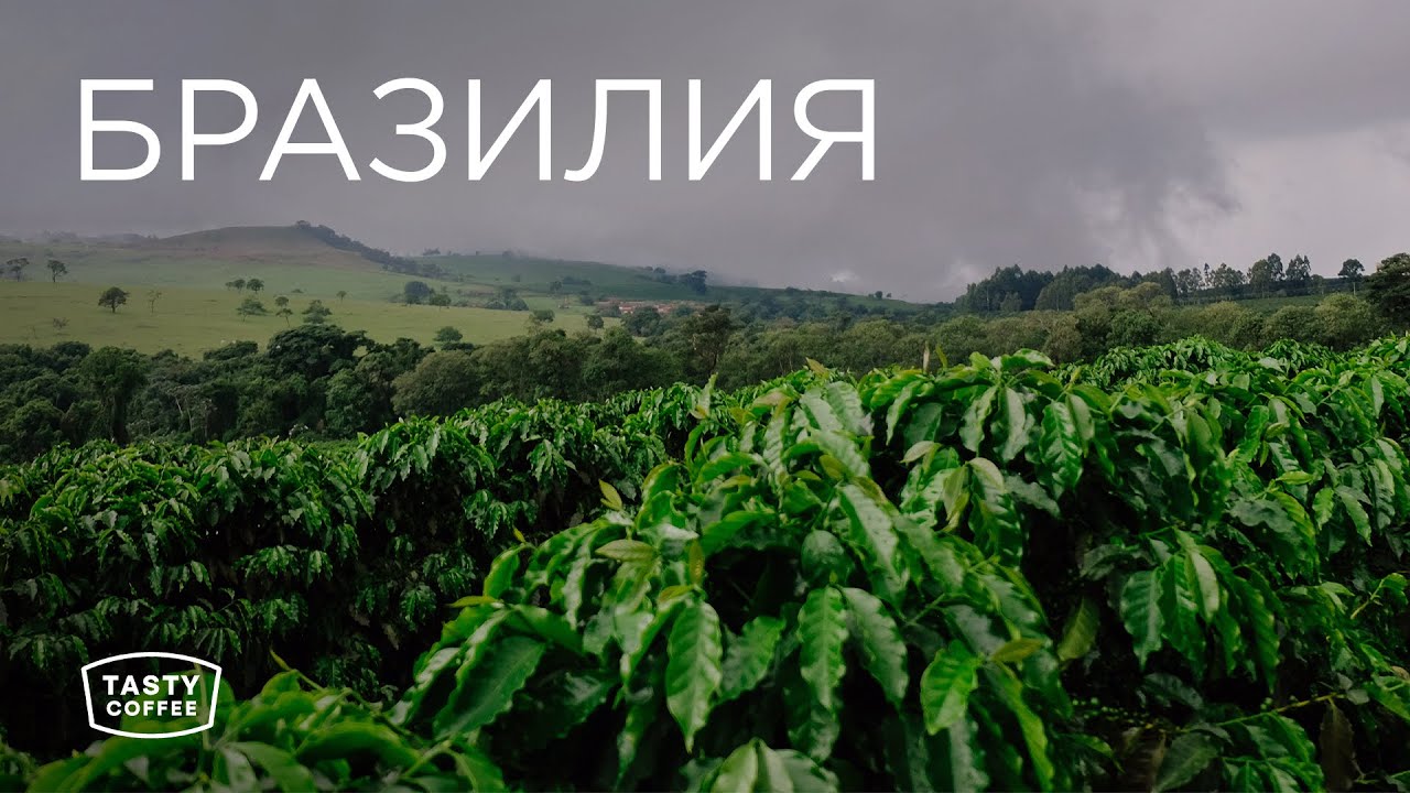 Выбираем кофе в Бразилии. Сезон 2023.