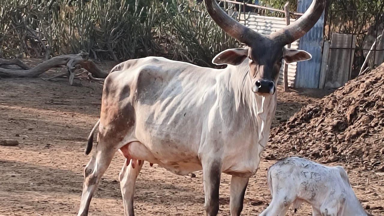 cow is tha best is live! AK OR NEW FAMILY MEMBER ❤️🐄🐄