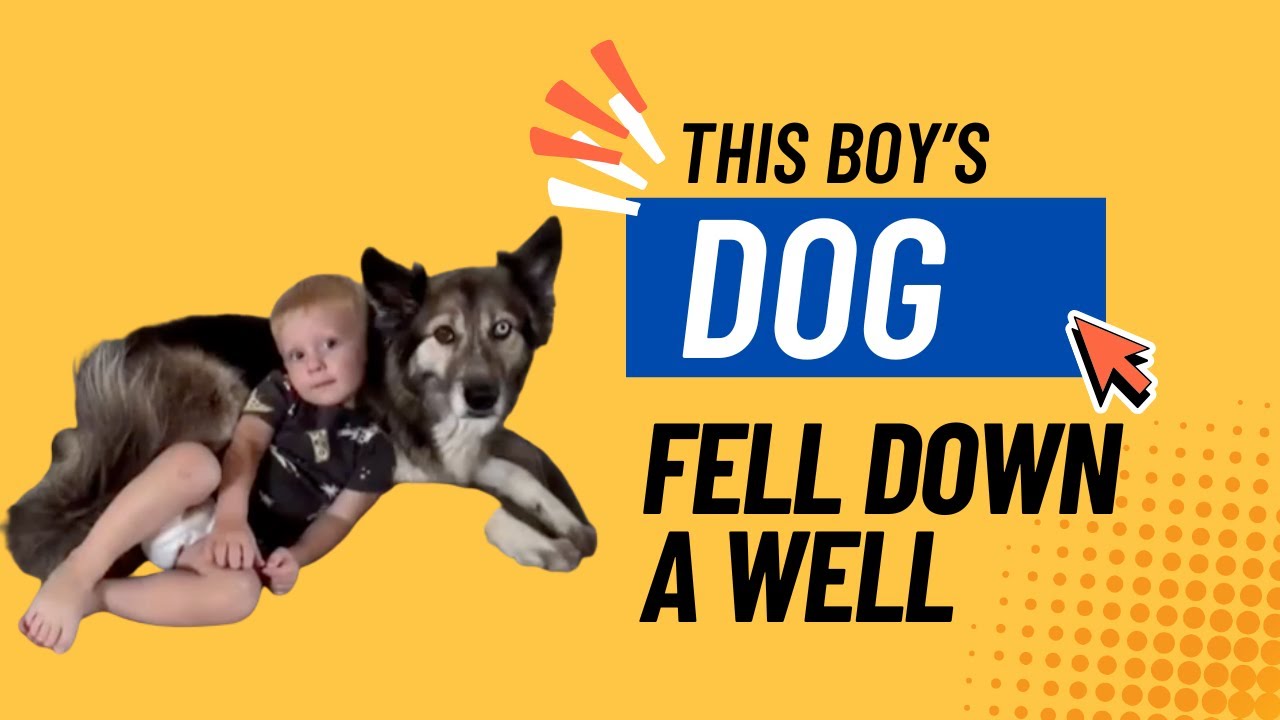 Firefighters Rescue Dog Under a House, Escaped Wallaby at Walmart | Pet News Roundup
