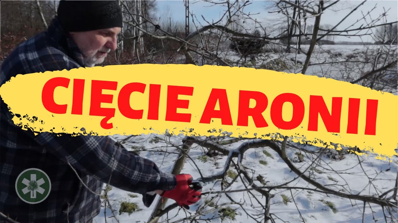 Jak przyciąć aronię?