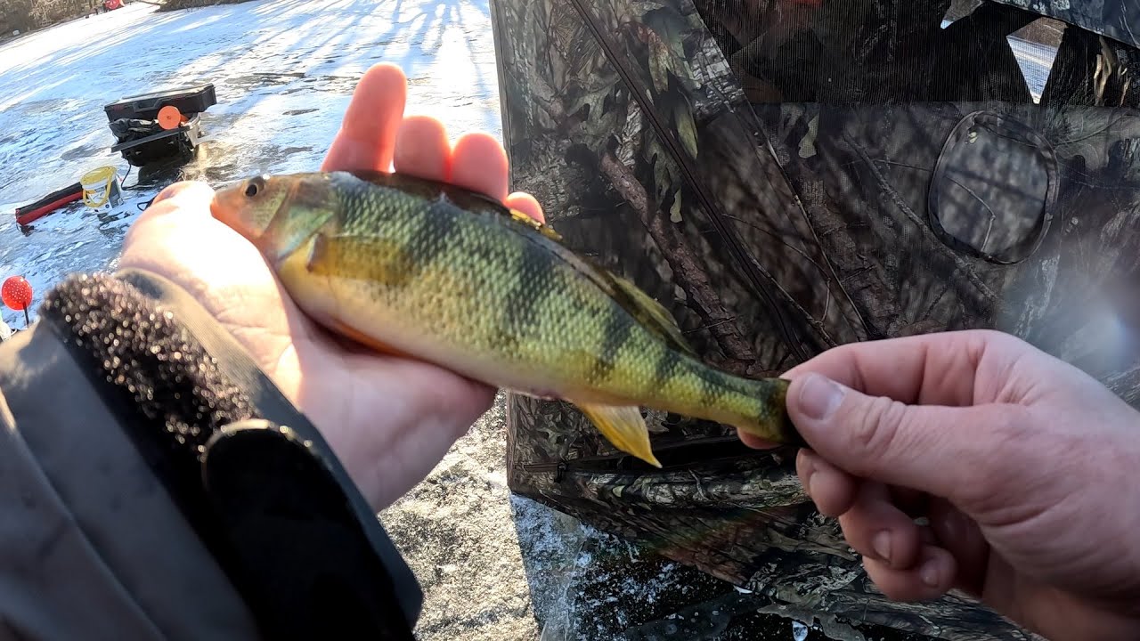 Early January Ice Fishing for Pike and Perch! 2025 Ice Fishing Central Wisconsin.