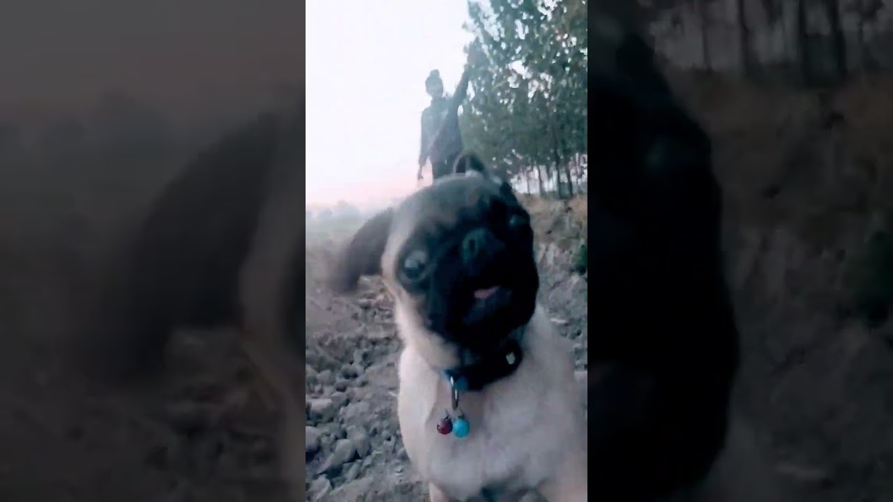 हमारा Bruno 🐕 or Jacky 