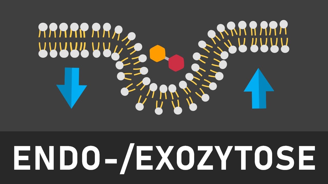 Endo und Exozytose einfach erklärt | Phagozytose, Pinozytose, konstitutive und stimulierte Exozytose
