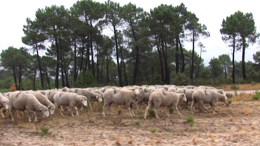 TRASHUMANCIA POR LA CAÑADA REAL CONQUENSE