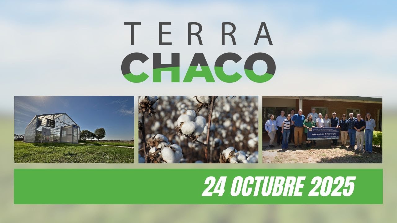 EL NUEVO CAMINO DEL ALGODOÓN // GENSUS + INTA | TERRA CHACO