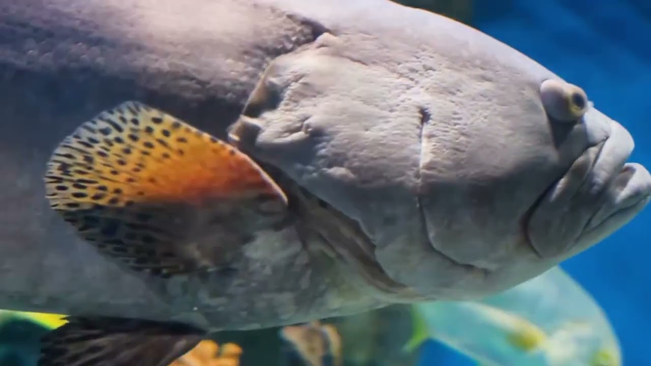 Animals Of Amazon Rainforest in 4K ULTRA HD - Scenic Wildlife Film With Relaxing Music