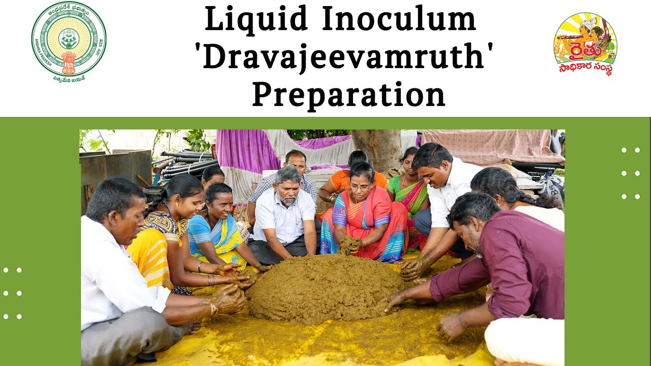 Liquid  Inoculum Drajeevamruth Preparation I APCNF I Natural Farming Inputs