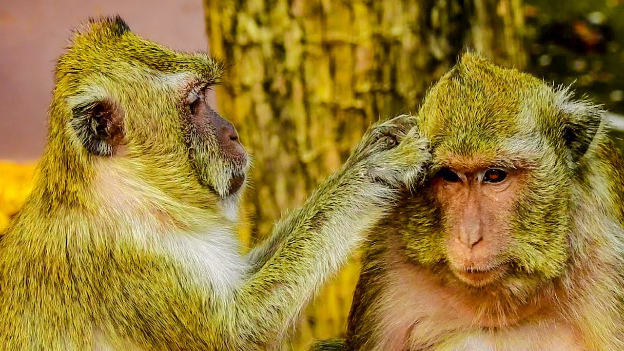 TWO MONKEY PREGNANT TAKING CARE OF EACH OTHER.