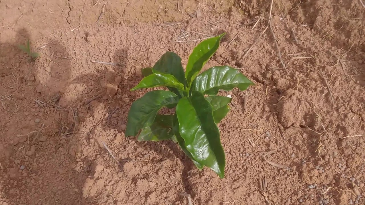 primeira pulverização  do cafe arara 30 dias  de plantio dicas  sobre foliar