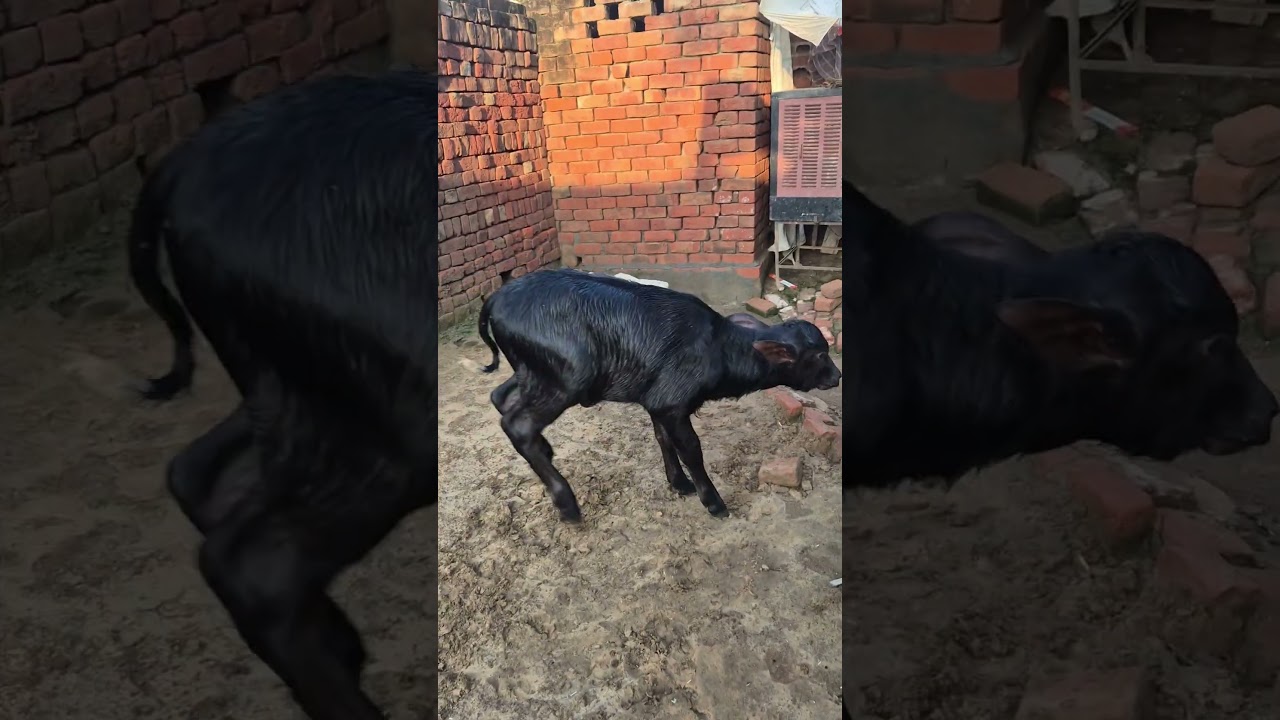 laddo female father vikas bull ABC veeravalli #dairyfarming#murrah #calf