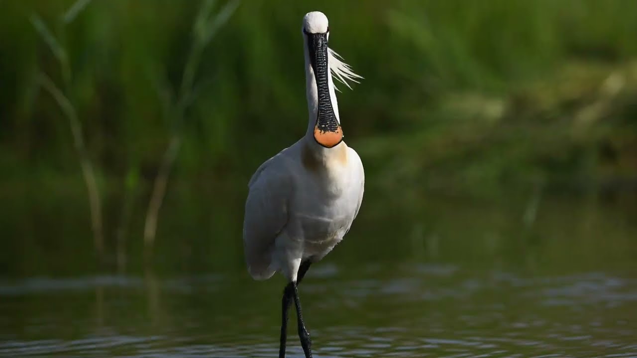 lepelaar - Eurasian spoonbill - 4K