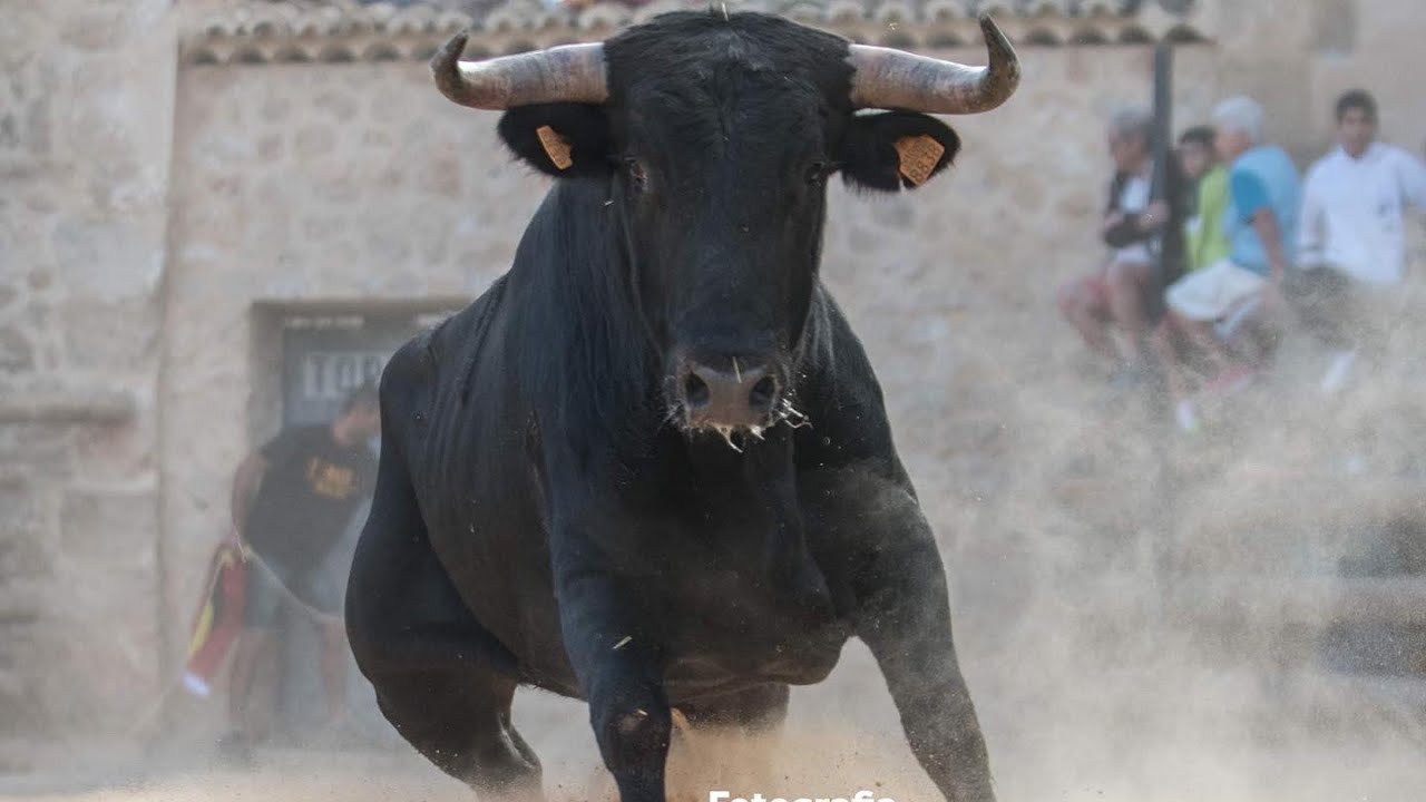 2º NOVILLO ALBALATE DE LAS NOGUERAS 2022