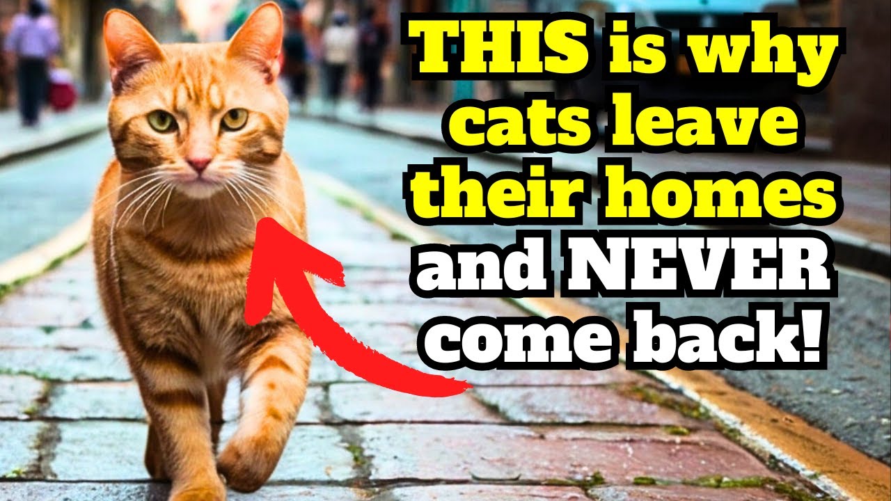 Why Do Cats Leave and Never Come Back? 🐈  12 REASONS and how to avoid them