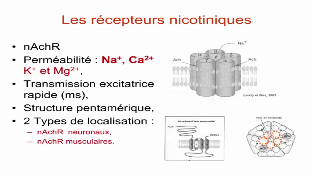 Les r&eacute;cepteurs canaux