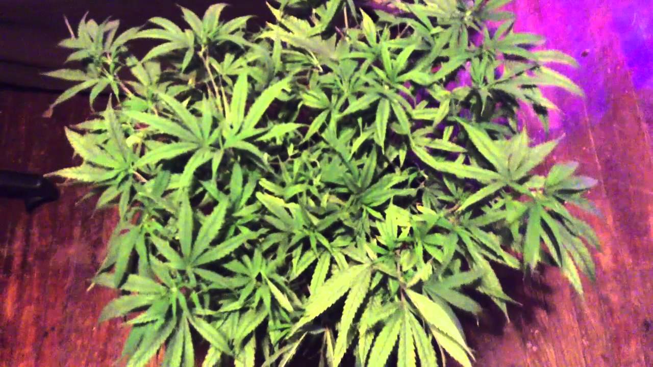 Banana Og Veg Update