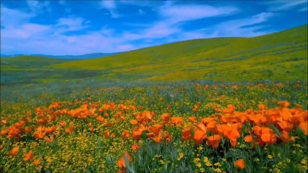 MUSIC BY SRI CHINMOY   .  DANCE OF WIND  ..... MEDITATION