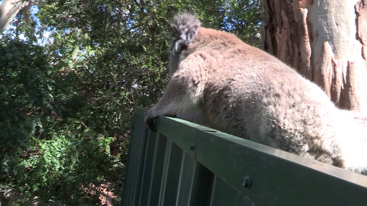 Koala climbs Hell of a Fence