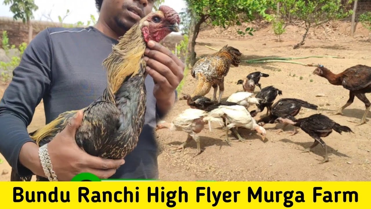 Bundu Ranchi High Flyer Murga Farm || Ranchi Online Murga Sale || High Flyer Chicks
