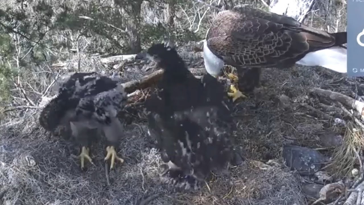Small eaglet steal fish from Dad | Kisatchie National Forest E-1 | Mar 5, 26