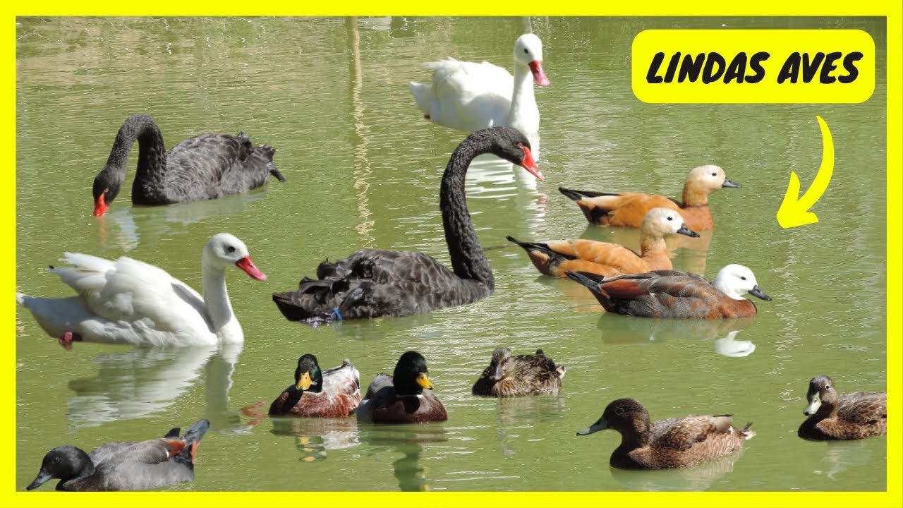 Aves Aquáticas Ornamentais | Gutejando