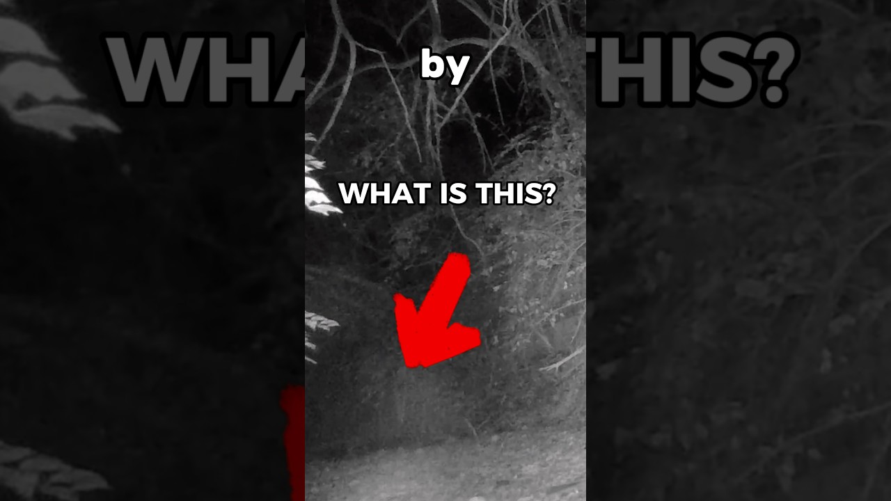 What&rsquo;s living in the woods? 🌳