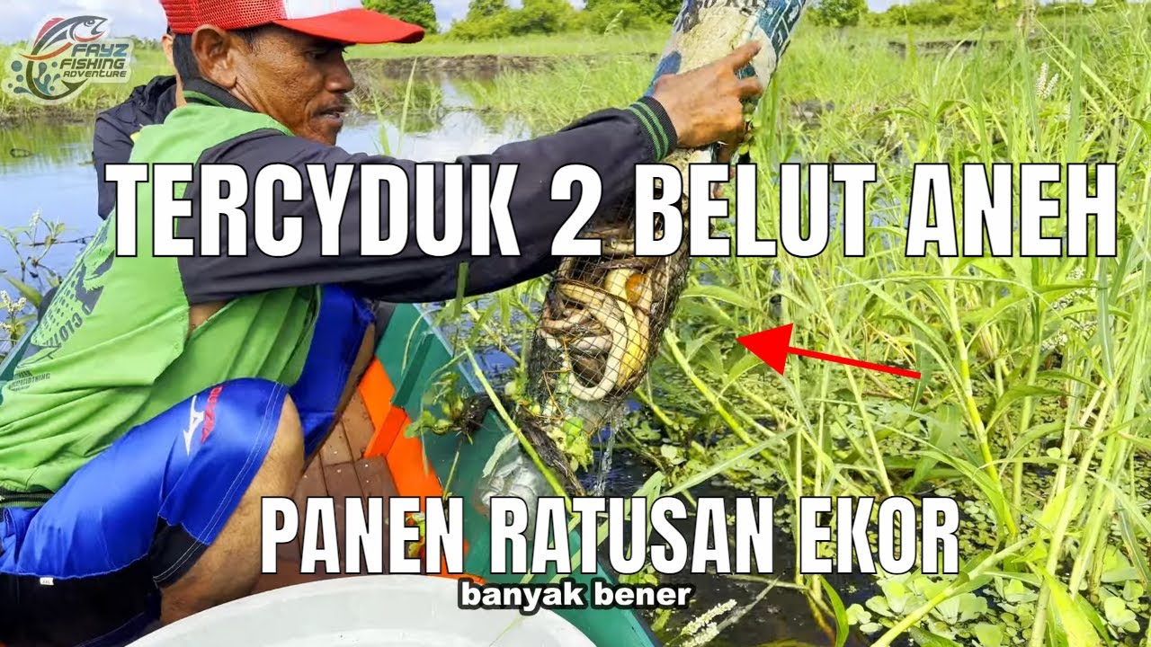 KALAMBUAY UMPAN TER AMPUH PENGUNDANG RATUSAN BELUT KALIMANTAN #442