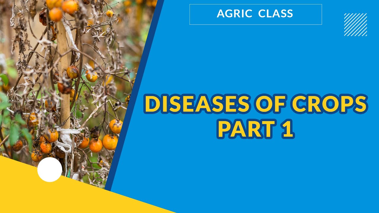 DISEASES OF CROPS PART 1 | AGRICULTURAL SCIENCE | EXAMGUIDE