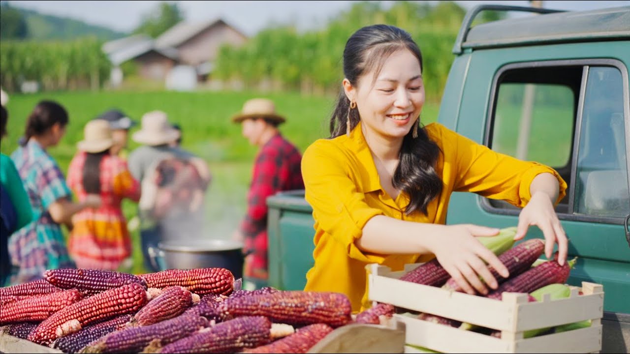 REWIND TIMELAPSE – Use Truck to Harvest Many Purple Corn – Boil 1000+ Purple Corn Go to Market Sell