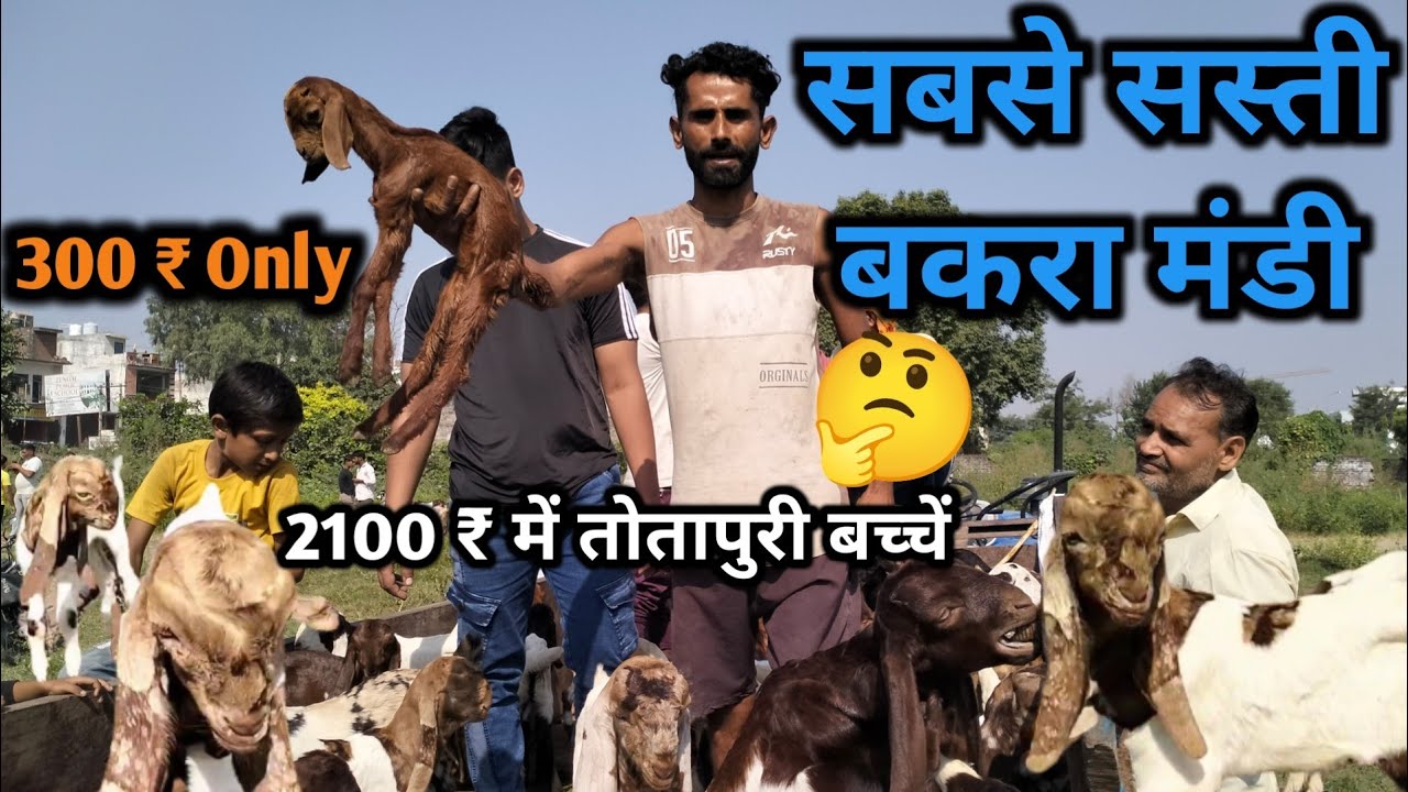 खुर्जा बकरा मंडी यूपी 👉 इससे सस्ता आपको कहीं नही मिलेगा Live update with price 8Oct 2023