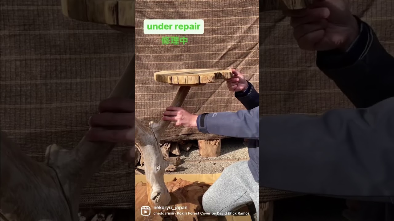 流木キャットタワーのアフターフォロー【猫と流木】 #bengal #キャットタワー #流木