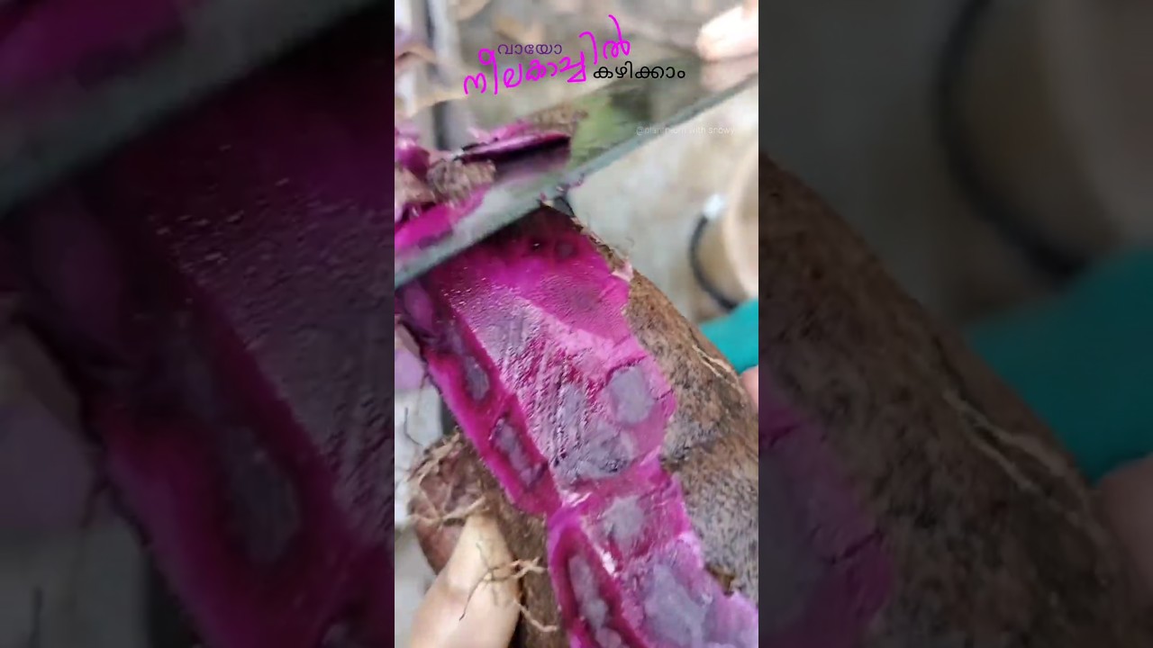 💜🌱നീലക്കാച്ചിൽ|Digging up Purple Yam at home|PLANTMOM WITH SNOWY