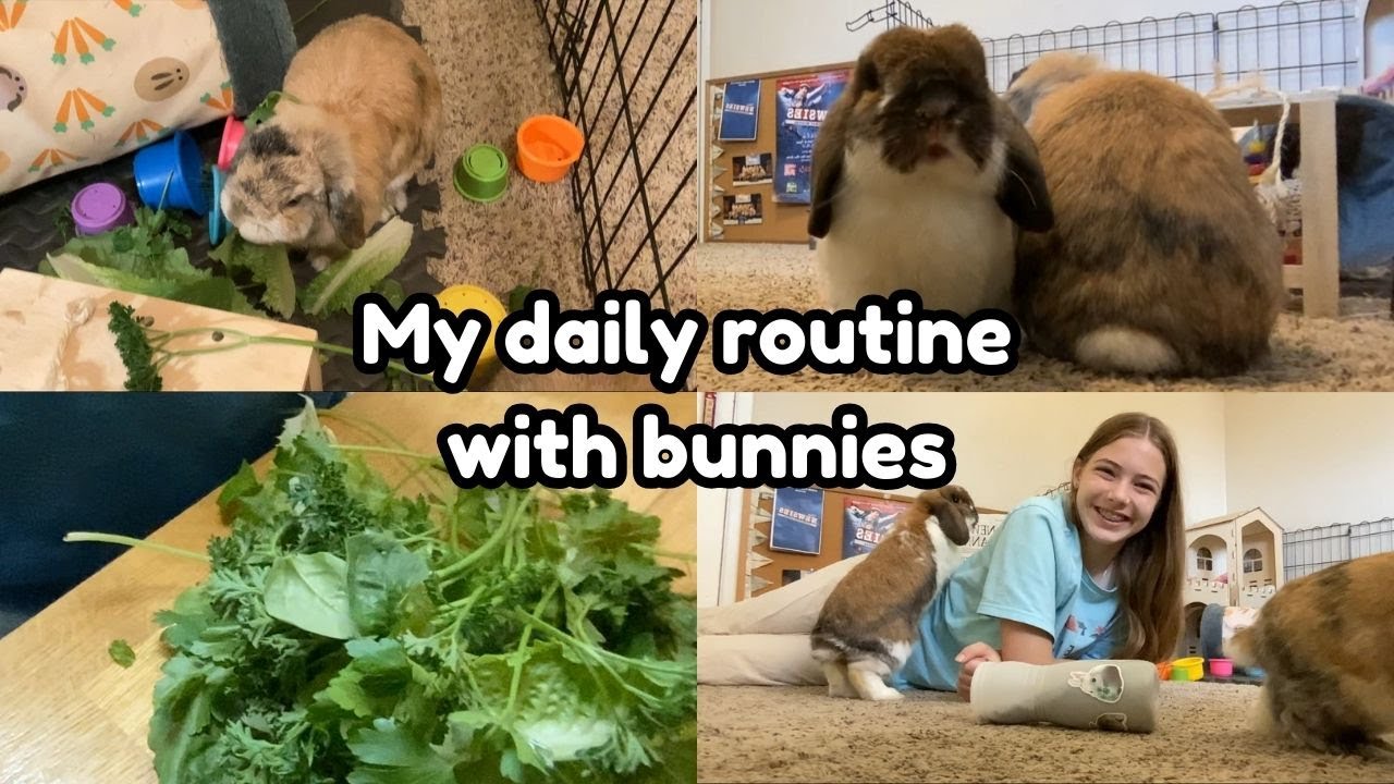 My Daily Routine With Two Bunnies!