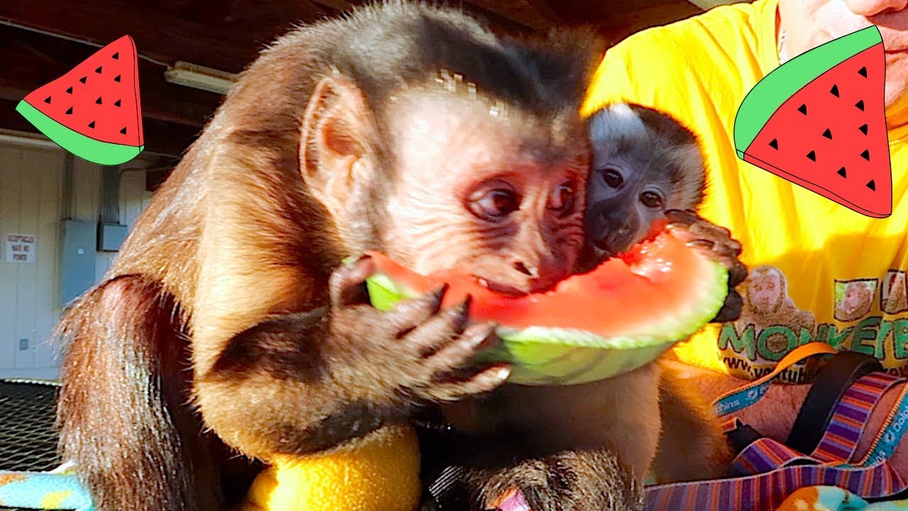 Capuchin Monkeys Watermelon PARTY!