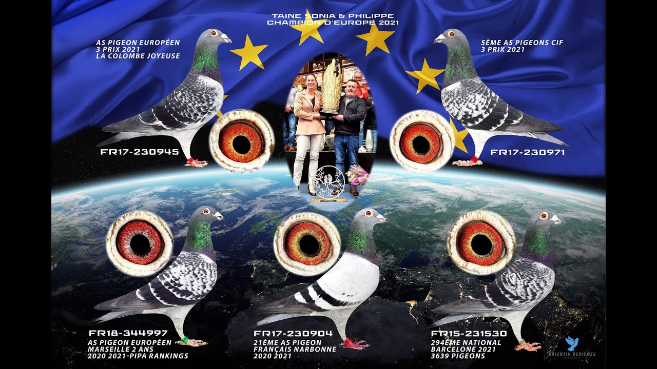 Sonia et Philippe Taine, champion d'Europe (Taine Colony, European racing pigeon champions)