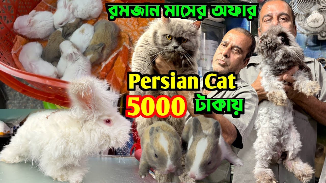 German Angora Rabbit & Persian Cat Sale Low Price. Cat Shop Kolkata. Kolkata Cat Market.
