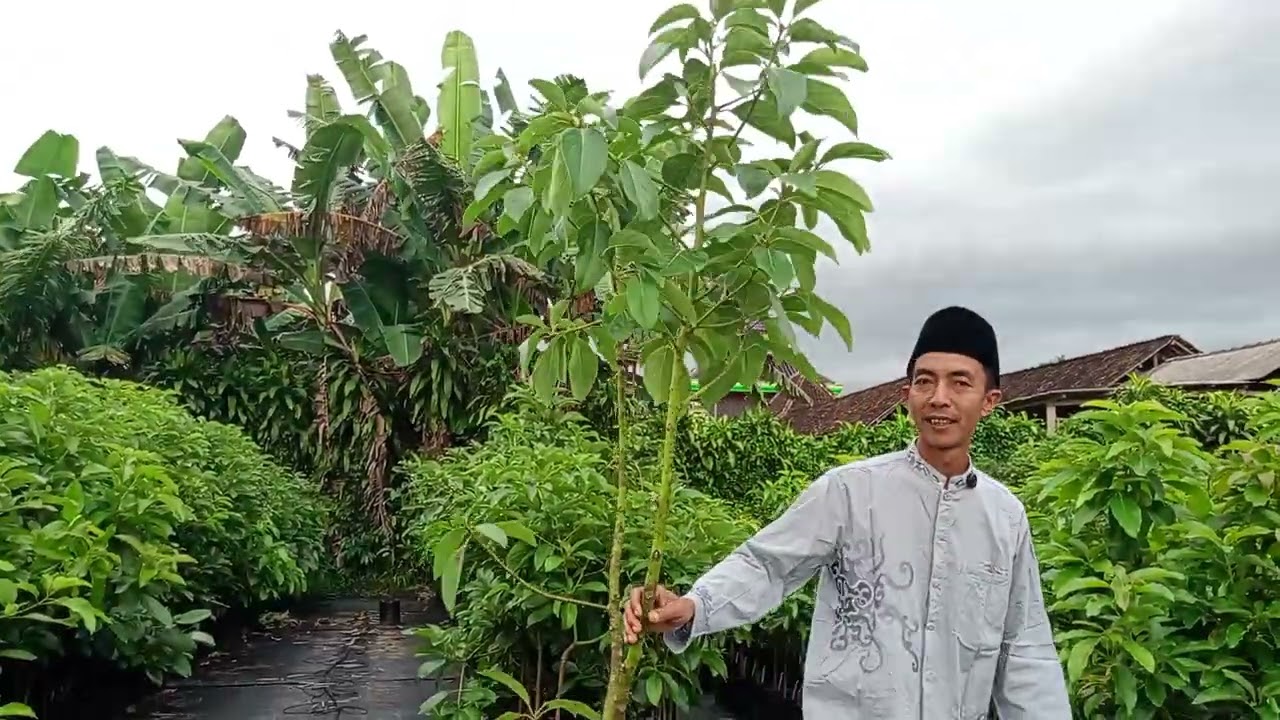 Update Stok Bibit Alpukat di Pembibitan Prabu Farm Blitar 👍🏻