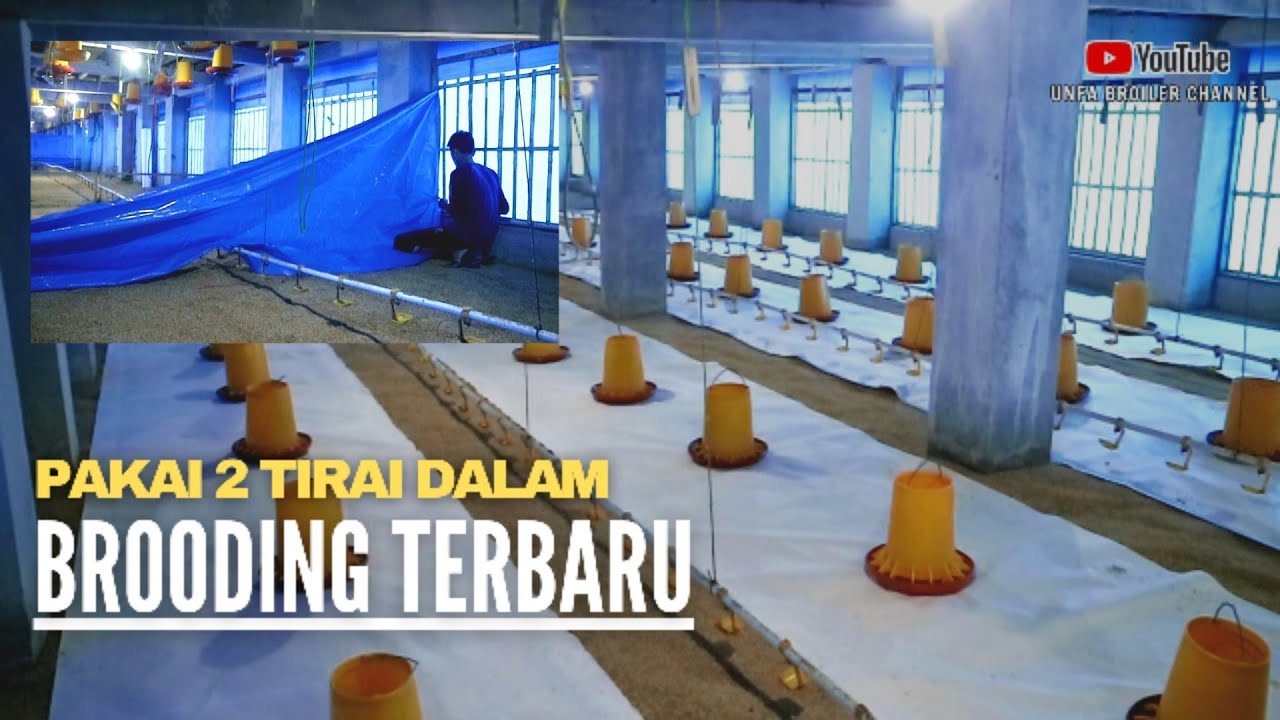 Terbaru !! Cara membuat tempat brooding doc ayam broiler