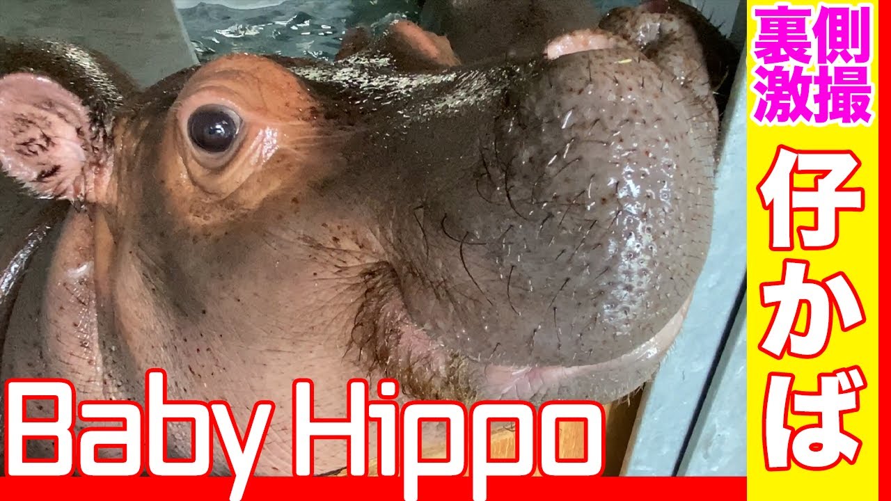 【Hippopotamus】カバの赤ちゃんが最強に可愛い【Baby Hippo】 ─  LIVE ZOO 通信─