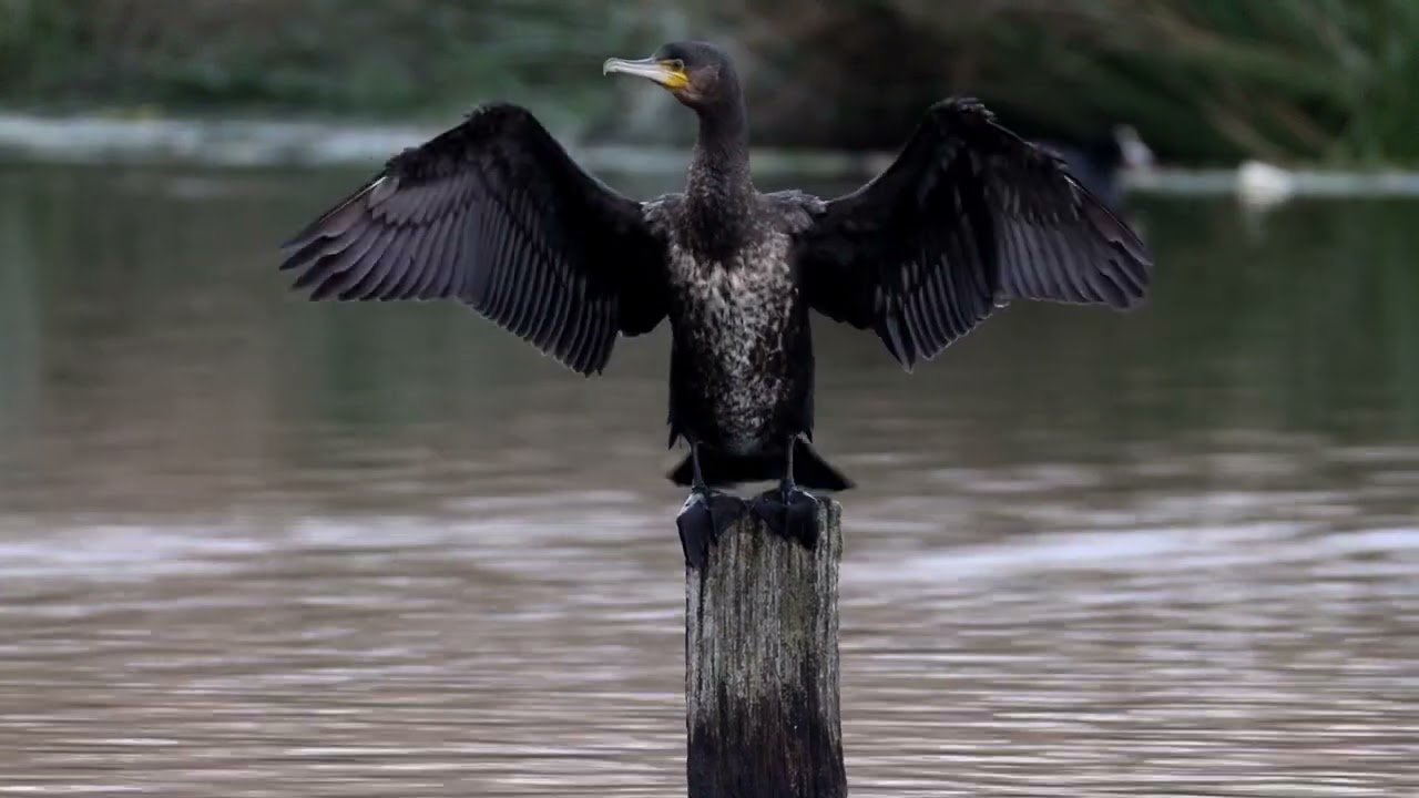 Kormoran bei der Gefiederpflege