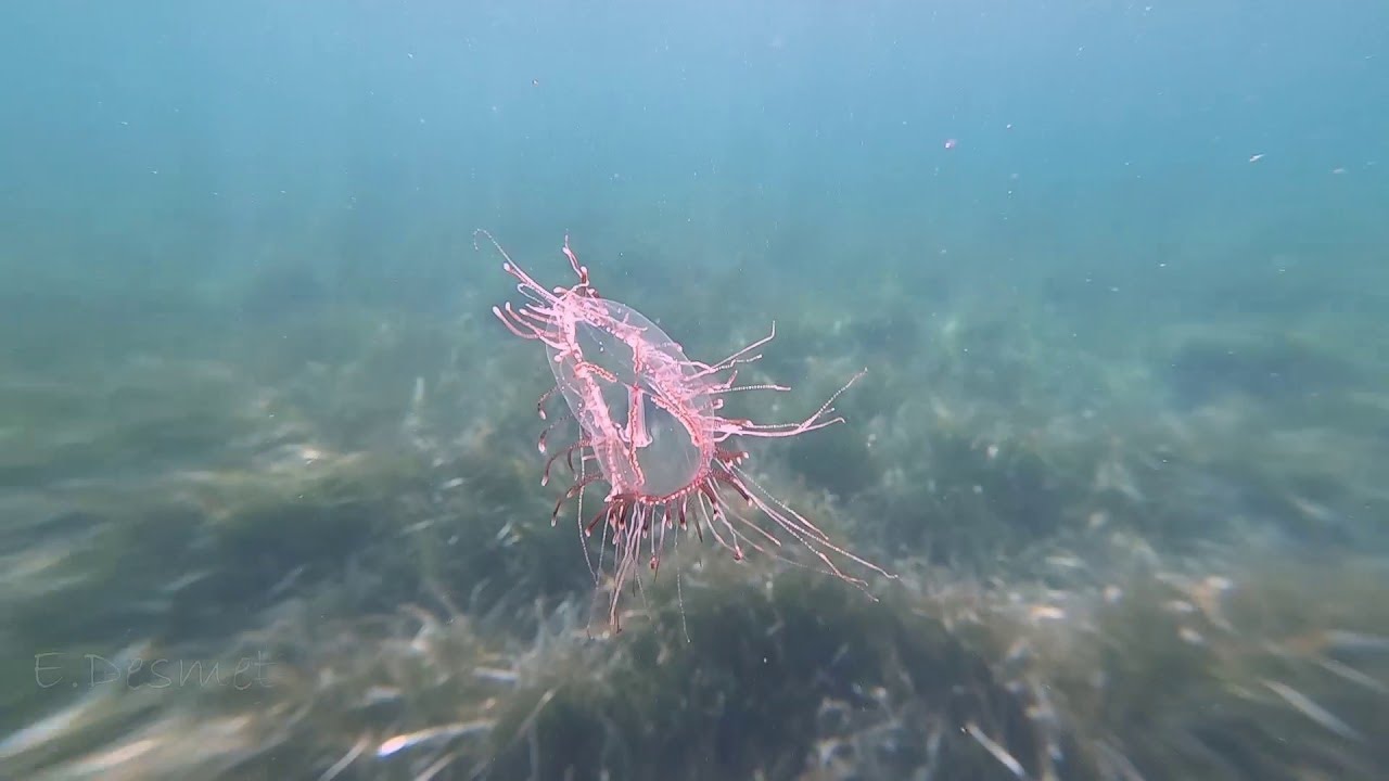 Olindias Phosphorica Floats Gracefully Along the Sea Floor || ViralHog