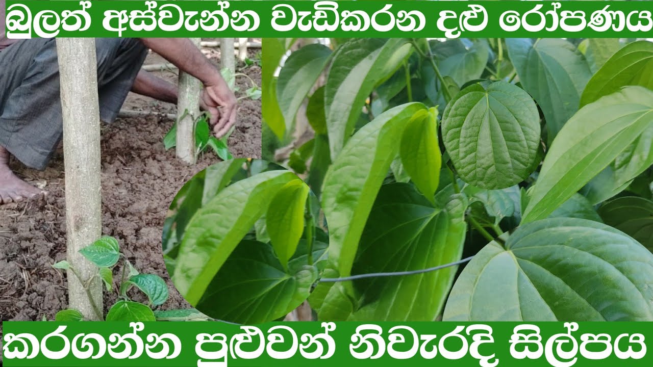 බුලත් වගාවේ අස්වැන්න වැඩිකරන නිවැරදි දල්ල තෝරා රෝපණය කරන සිල්පය /bulath wagawa