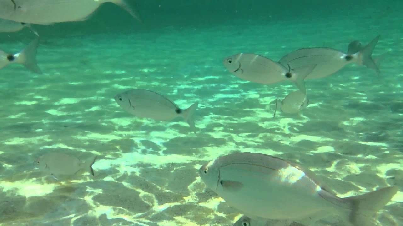 Snorkelling @ Port San Miguel 2014
