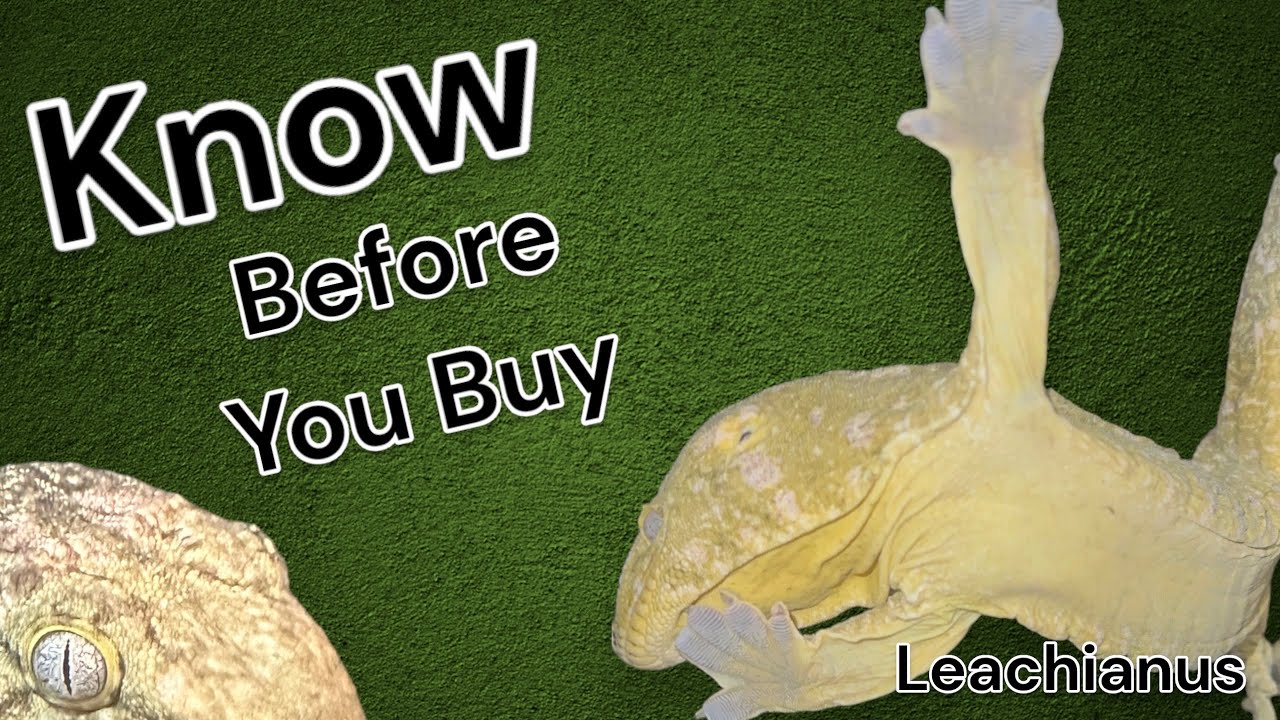 Leachianus Gecko - know before you buy!